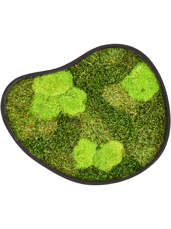 Organic Frame #3 Earth Mos (Mix)