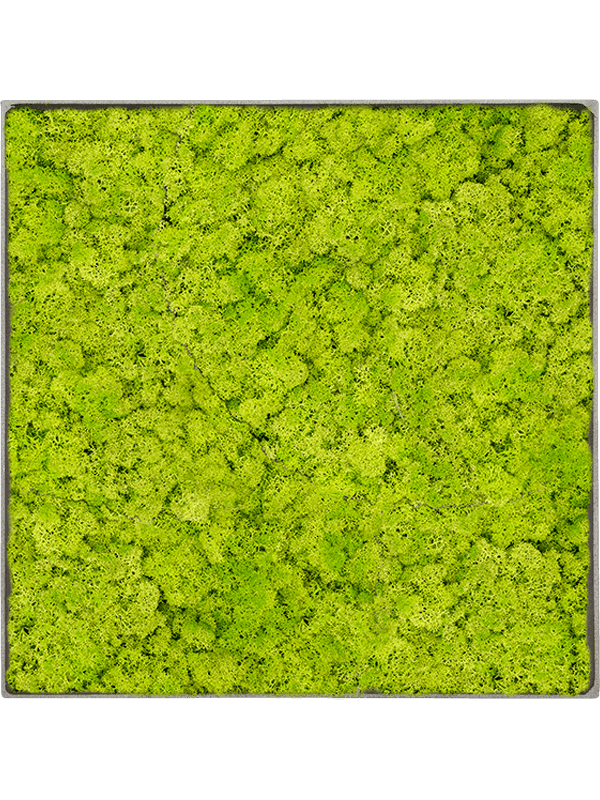 Nova Frame Natural-concrete 100% Rendiermos (Lentegroen)
