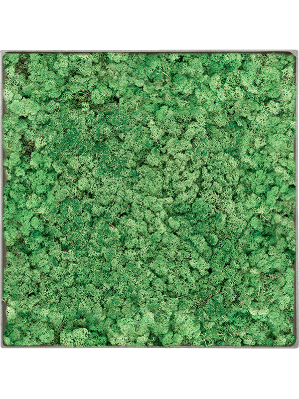 Nova Frame Natural-concrete 100% Rendiermos (Grasgroen)