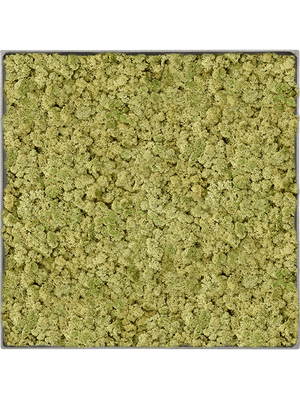 Nova Frame Natural-concrete 100% Rendiermos (Oudgroen)