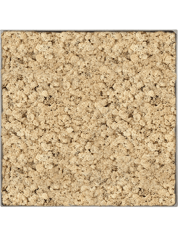 Nova Frame Natural-concrete 100% Rendiermos (Naturel)