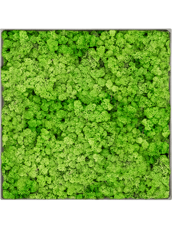 Nova Frame Natural-concrete 100% Rendiermos (Licht Grasgroen)