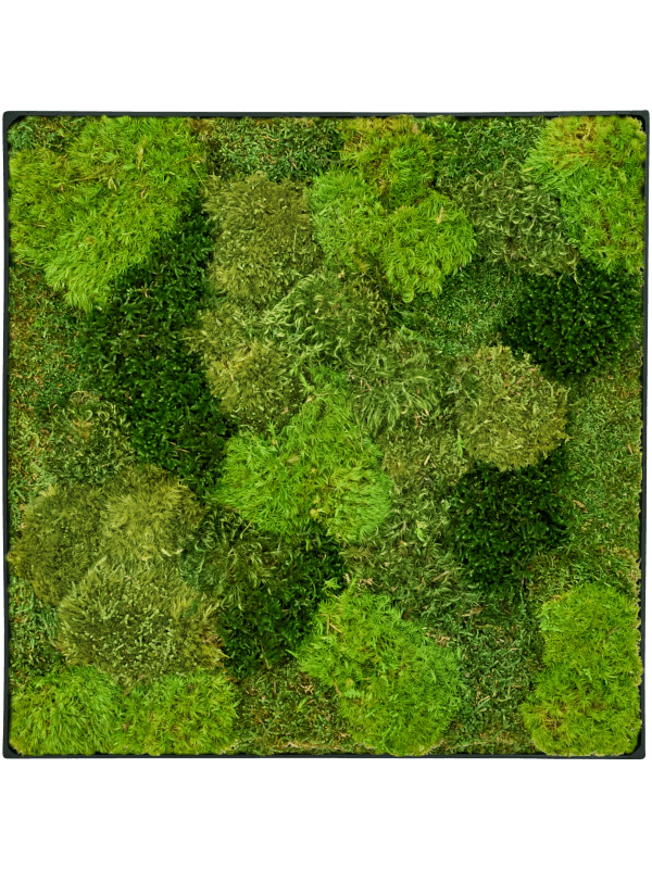 Nova Frame Antracite-concrete 20% Plat en 80% Exclusieve Moss (mix)