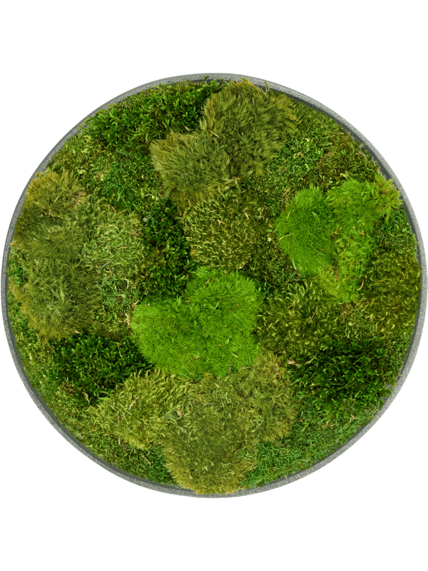 Nova Frame Natural-concrete 20% Plat en 80% Exclusieve Moss (mix)