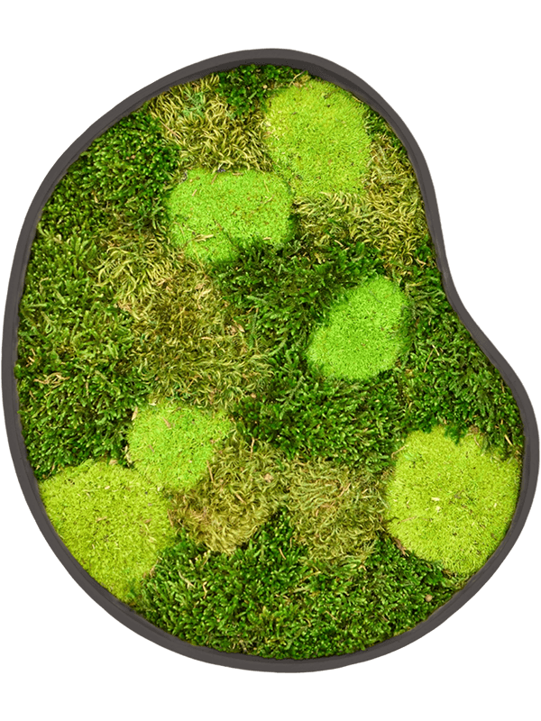 Organic Frame #1 Earth Mos (Mix)