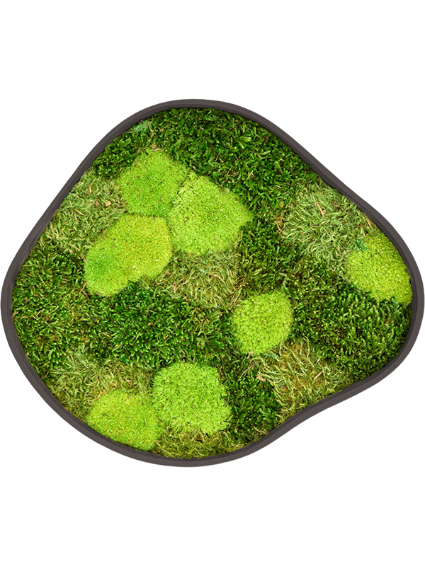 Organic Frame #2 Earth Mos (Mix)